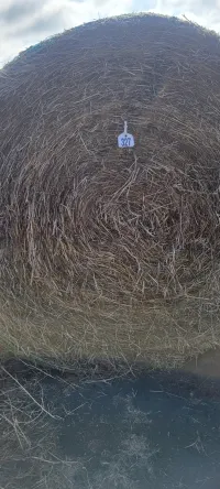 Low Grade Grass – Image 2