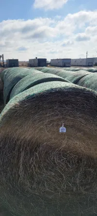 Low Grade Grass – Image 3