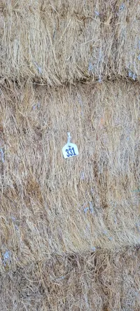 Great Grass – Image 2