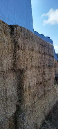 Great Grass – Image 3
