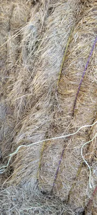 Great Grass – Image 4