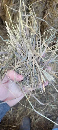 Great Grass – Image 5