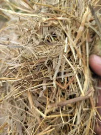 Great Grass – Image 8