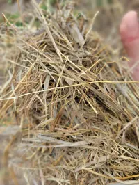 Great Grass – Image 9