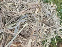 Great Grass – Image 11
