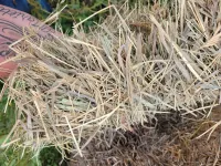 Great Grass – Image 12