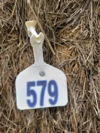 Great Grass – Image 14