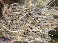 Great Grass – Image 15