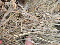 Great Grass – Image 16