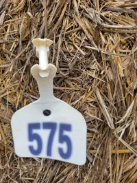Alfalfa 130 RFV – Image 2