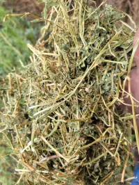 Alfalfa 130 RFV – Image 3