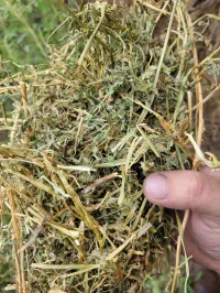 Alfalfa 130 RFV – Image 4