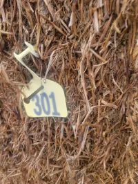 Great Grass – Image 17