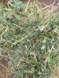 Great Grass – Image 19