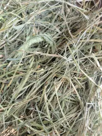 Teff Grass Small Squares – Image 4