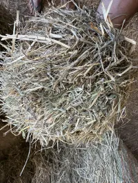 Teff Grass – Image 1