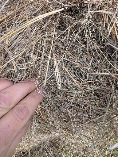 105 Grass Rounds Blue Stem – Image 1