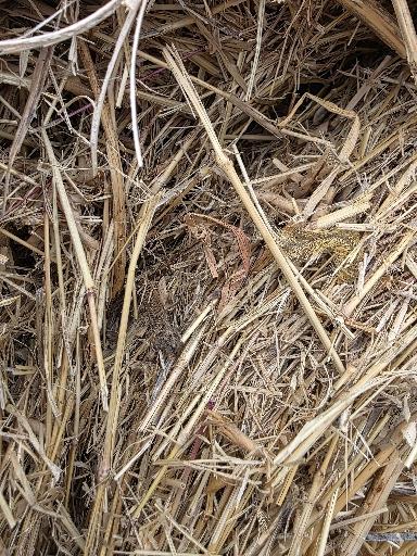 109 Bedding Bales Rounds – Image 1