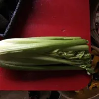 Celery – Image 1