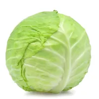 Cabbage – Image 1
