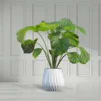 Emerald Fern – Image 1