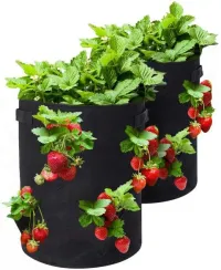 Strawberry Bush (expandable) – Image 1