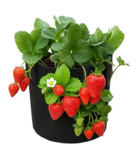 Strawberry Bush (single) – Image 1