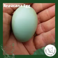 Araucana Fertilised Eggs – Image 1