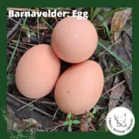 Barnevelder Fertilised Eggs – Image 1