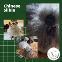 Silkies Chickens – Image 7