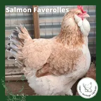 Faverolles Fertilised Eggs – Image 4