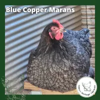 Marans Chickens – Image 25