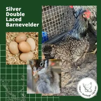 Barnevelder Fertilised Eggs – Image 3