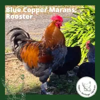 Marans Chickens – Image 26
