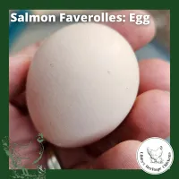 Faverolles Fertilised Eggs – 1 Dozen