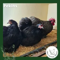 Bantam Fertilised Eggs – Image 19