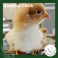 Quamby Chickens – Day old