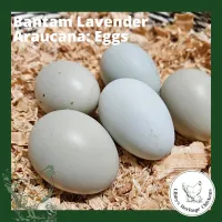Araucana Chickens – Image 9