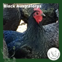 Australorp Chickens – 7 weeks old, Black