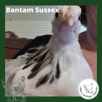 Bantam Fertilised Eggs – Image 11