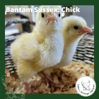 Bantam Fertilised Eggs – Image 13