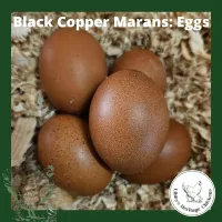 Marans Chickens – Image 3