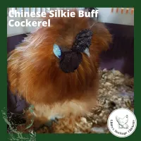 Silkies Chickens – Image 4