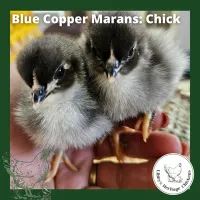 Marans Chickens – Day Old, Black Copper