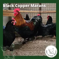 Marans Chickens – 1 Week Old, Black Copper