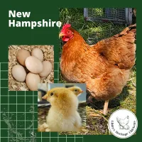 New Hampshire Fertilised Eggs – Image 3