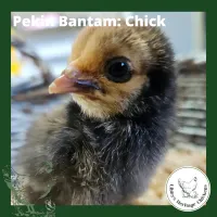 Bantam Fertilised Eggs – Image 18