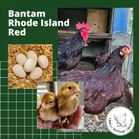 Bantam Fertilised Eggs – Image 6