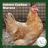 Marans Chickens – Image 9