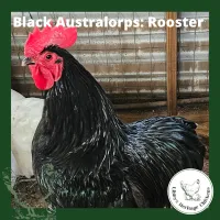 Australorp Chickens – Image 4
